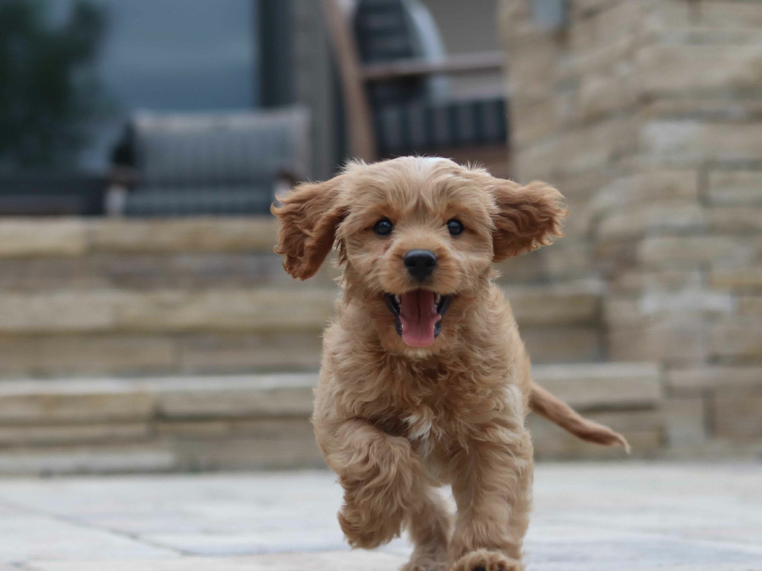 puppy