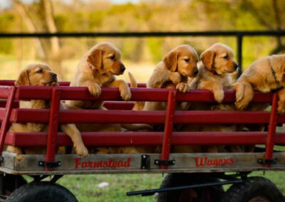 2021 October – Maple X Justin