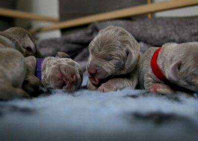 2022 April Lila X Jake